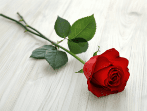 photo_of_a_red_rose
